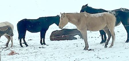 Two people in North Norwich face number of animal cruelty charges